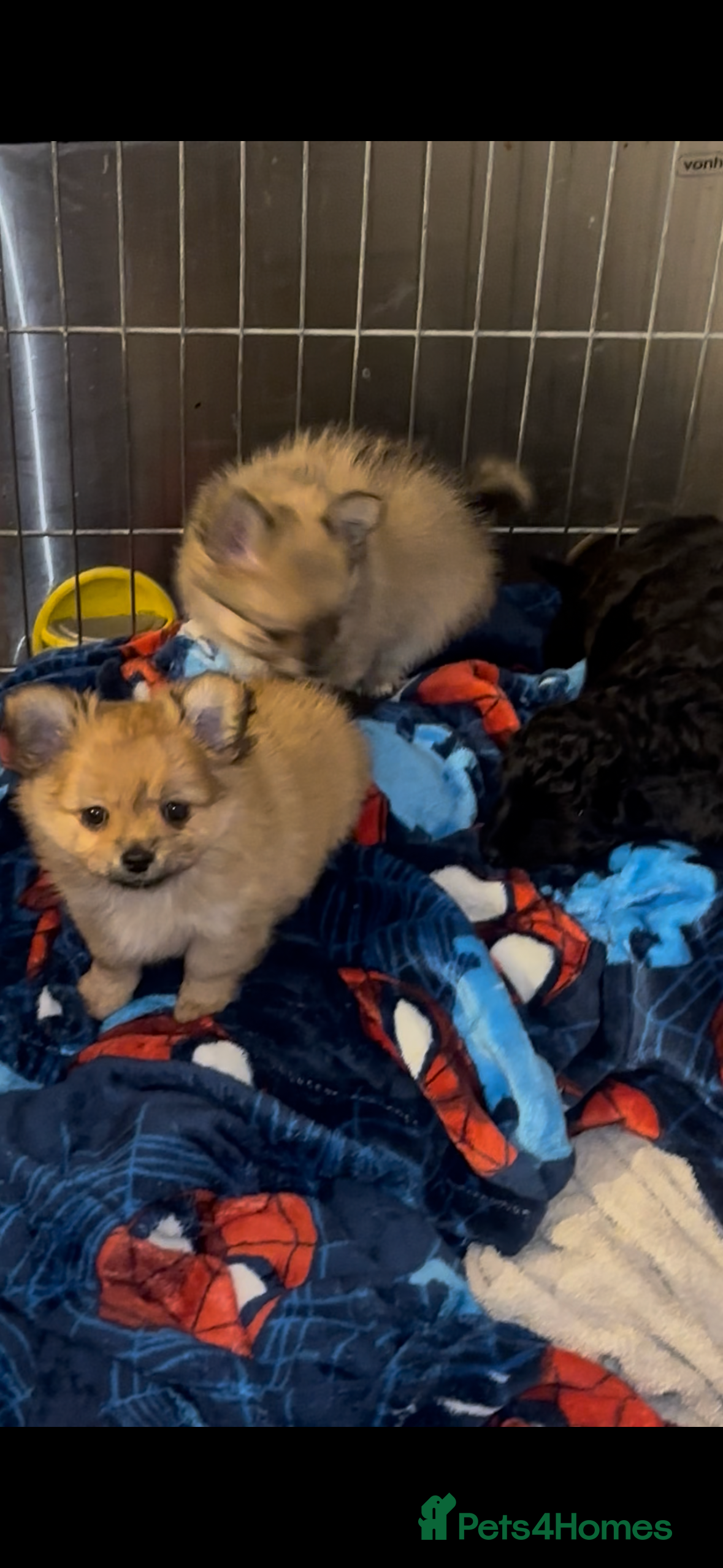 Pomchi dogs stunning fluffy girls  - Advert 1