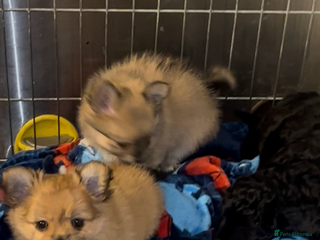 Pomchi dogs Tiny lively happy Pom - Advert 7