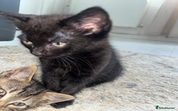 Mixed Breed cats for sale: Kittens for sale - Image 4