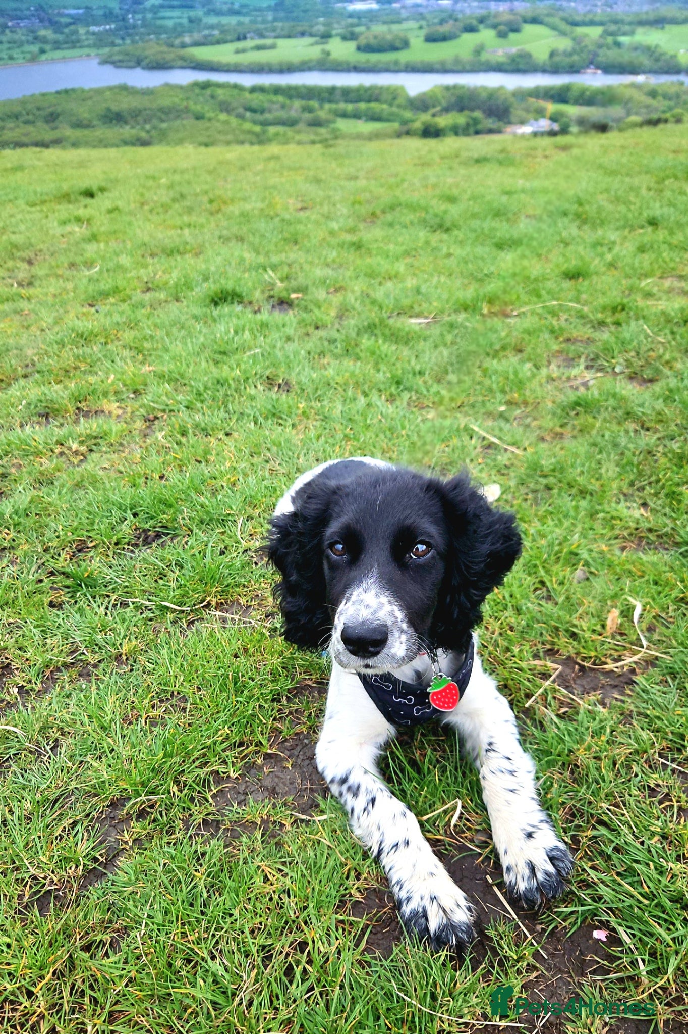 Sprocker dogs for sale: Sprocker puppy - Advert 1