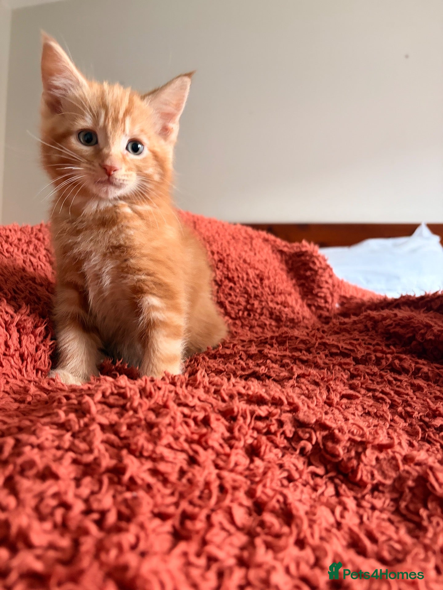 Mixed Breed cats for sale: Ginger Male  - Advert 11