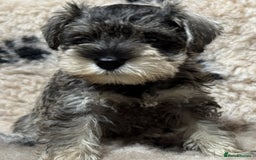 Miniature Schnauzer dogs for sale: Miniature schnauzers pups ready now ❤️ - Image 20