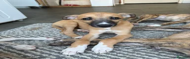 Mixed Breed 1