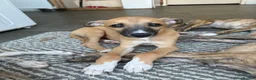 Mixed Breed dogs for sale: Whippet puppies for sale  in Swindon - Advert 6