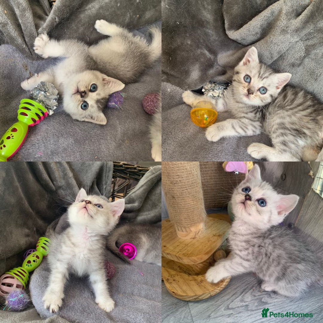 British Longhair cats for sale: British Longhair CH Pedigree Silvers  in Bournemouth - Image 5