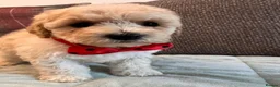 Poochon dogs for sale: Poochons born to Extensively HealthTested parents  - Advert 12