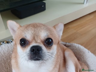 Pomchi dogs Pomchi's - Advert 6