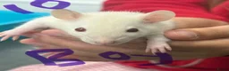 Rat rodents for sale: Dumbo rats in Manningtree - Advert 23