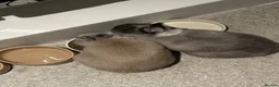 Netherland Dwarf rabbits for sale: Bonded pair of neutered Netherlands Dwarfs  in Scunthorpe - Advert 4