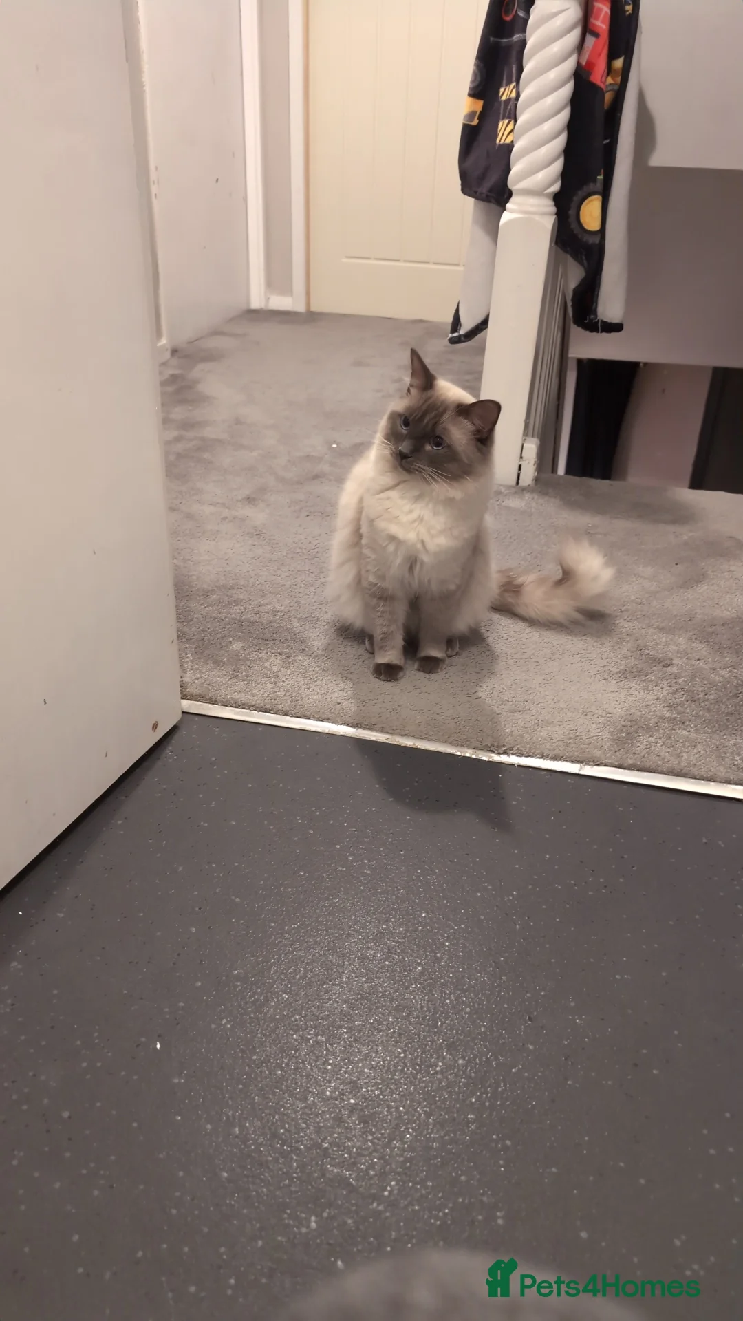 Ragdoll cats for sale: Two Blue Point Ragdoll Kittens - Ready Now in Wakefield - Advert 2