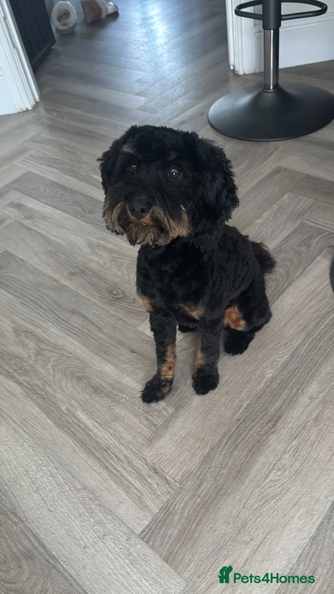 Cockapoo dogs for sale: 2 year old cockapoo - Advert 7