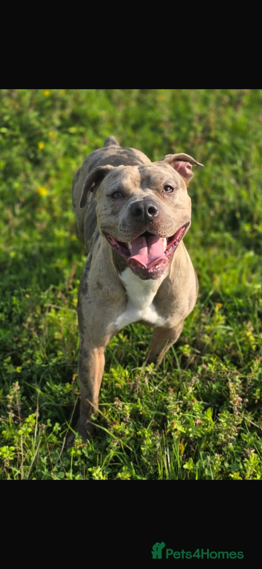 Mixed Breed dogs Meet Buster! Blue Merle Bully Staffy.. - Advert 8