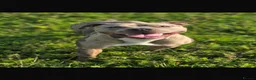 Mixed Breed dogs for stud: Meet Buster! Blue Merle Bully Staffy.. - Advert 1