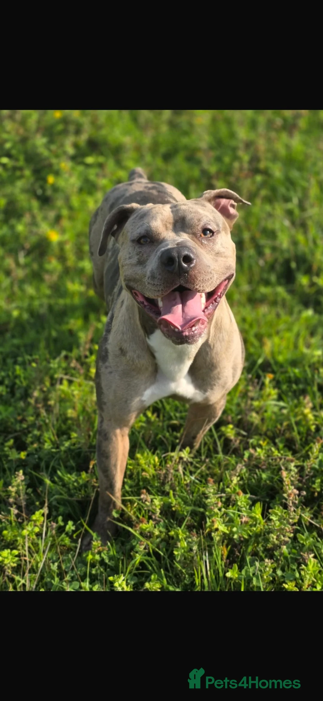 Mixed Breed dogs for stud: Meet Buster! Blue Merle Bully Staffy.. - Advert 1