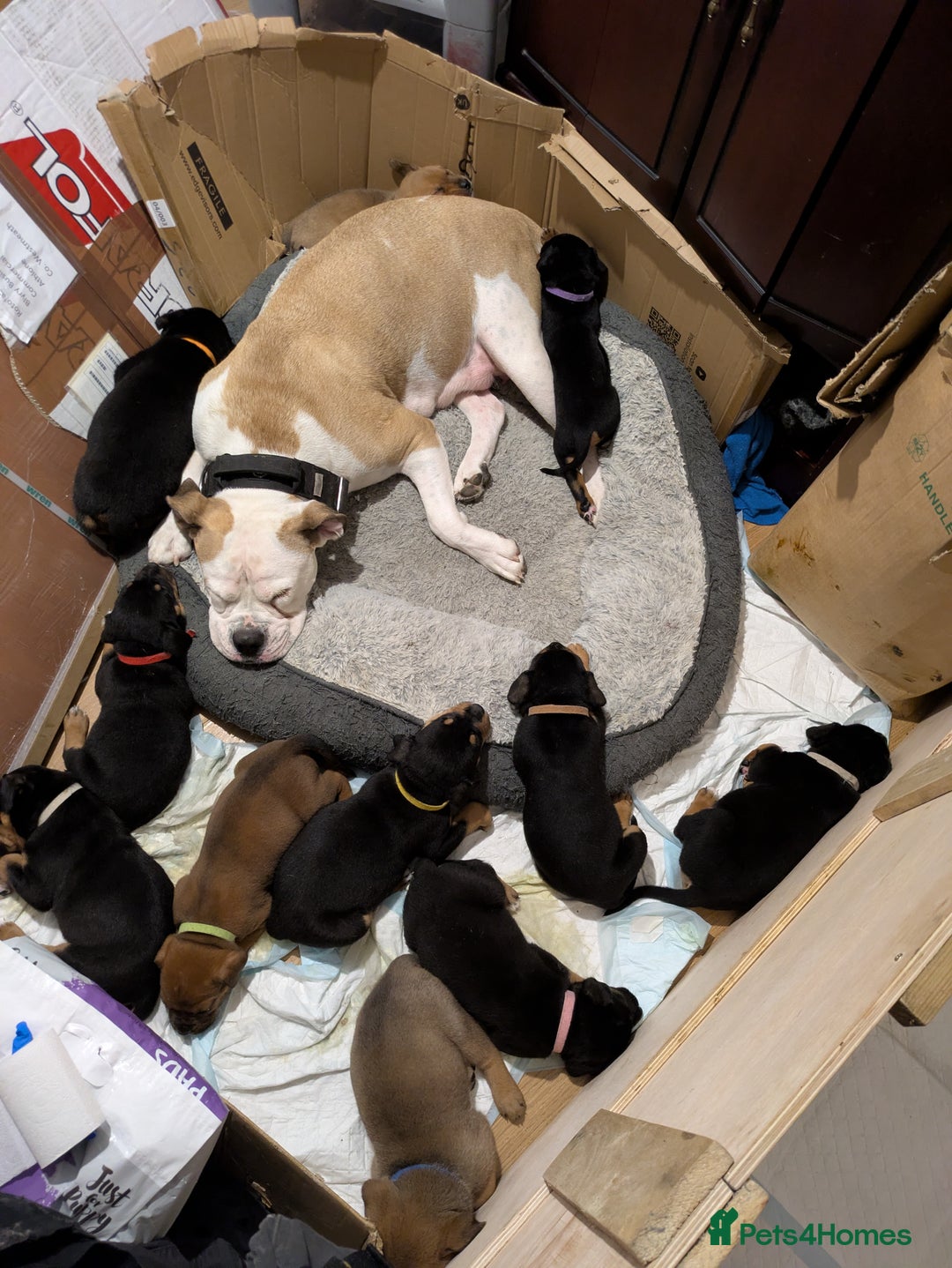 Mixed Breed dogs for sale: Puppies for sale  - Advert 1