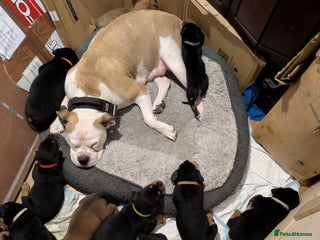 Mixed Breed dogs Puppies for sale - Advert 1