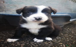 Border Collie dogs for sale: Beautiful Fluffy Collie Puppies  - Image 34