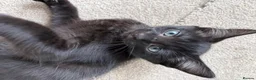 Mixed Breed cats for sale: 3 boys & 1 girl  - Advert 12