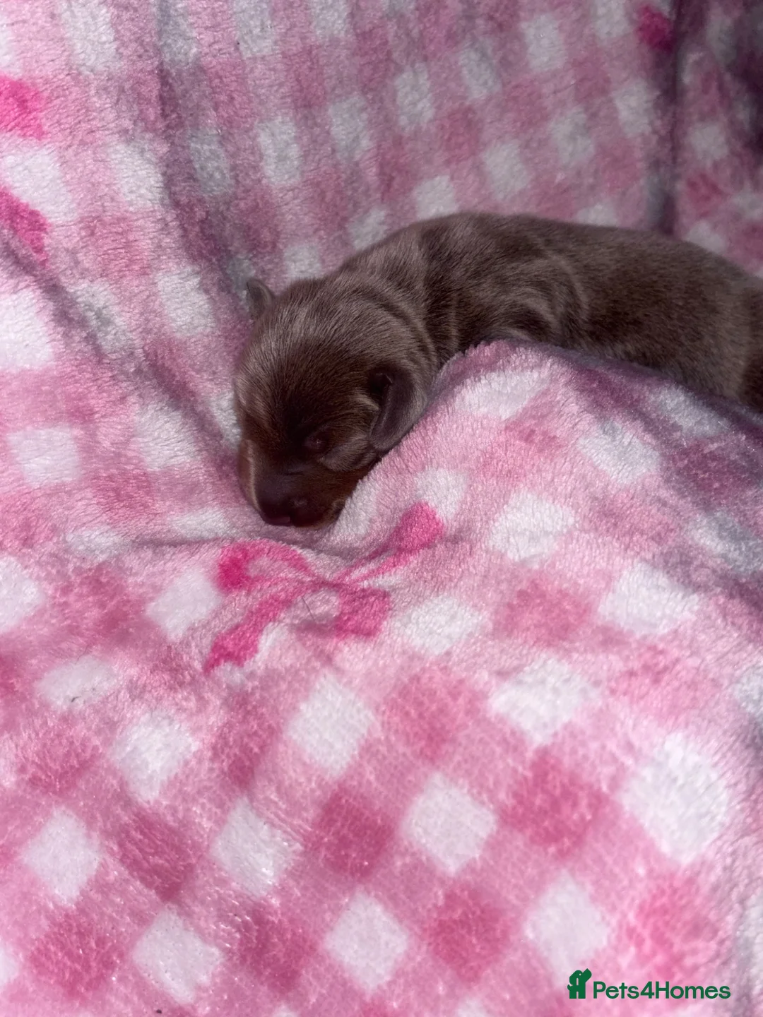 Miniature Dachshund dogs for sale: 🌟 6 GORGEOUS KC MINIATURE DACHSHUNDS FOR SALE - Advert 2