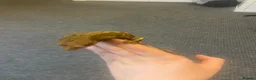 Gecko reptiles for sale: Male crested gecko  - Advert 5