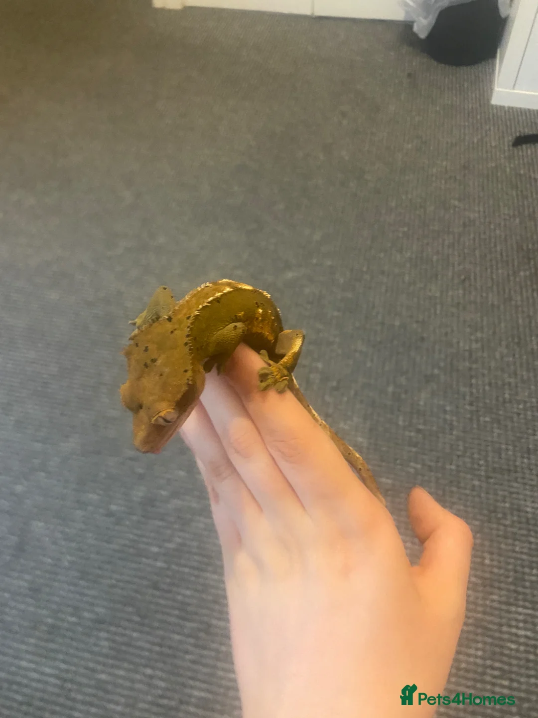 Gecko reptiles for sale: Male crested gecko  - Advert 5