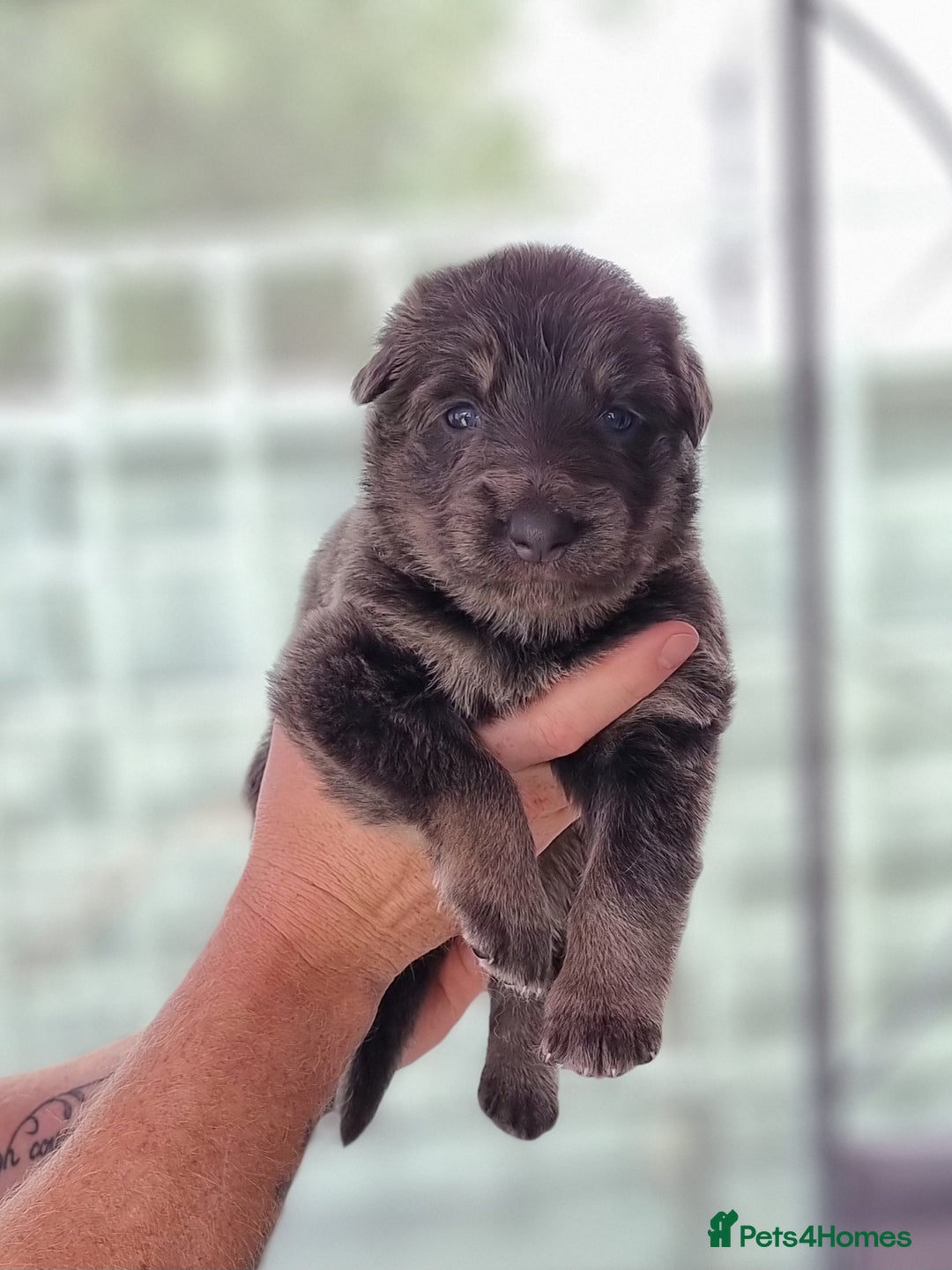 German Shepherd dogs for sale:  kc,health tested straight back german shepherd - Image 18