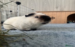 Guinea Pig rodents for sale: 4 male guinea pigs in need of a loving home ☺️ - Image 3