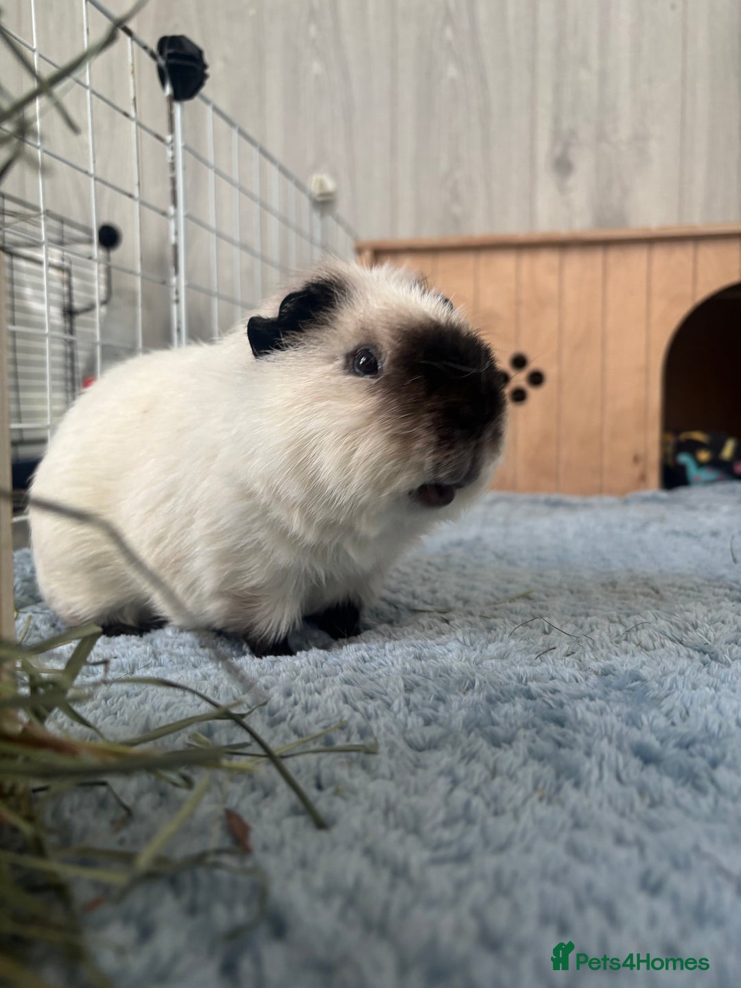 Guinea Pig rodents for sale: 4 male guinea pigs in need of a loving home ☺️ - Image 3