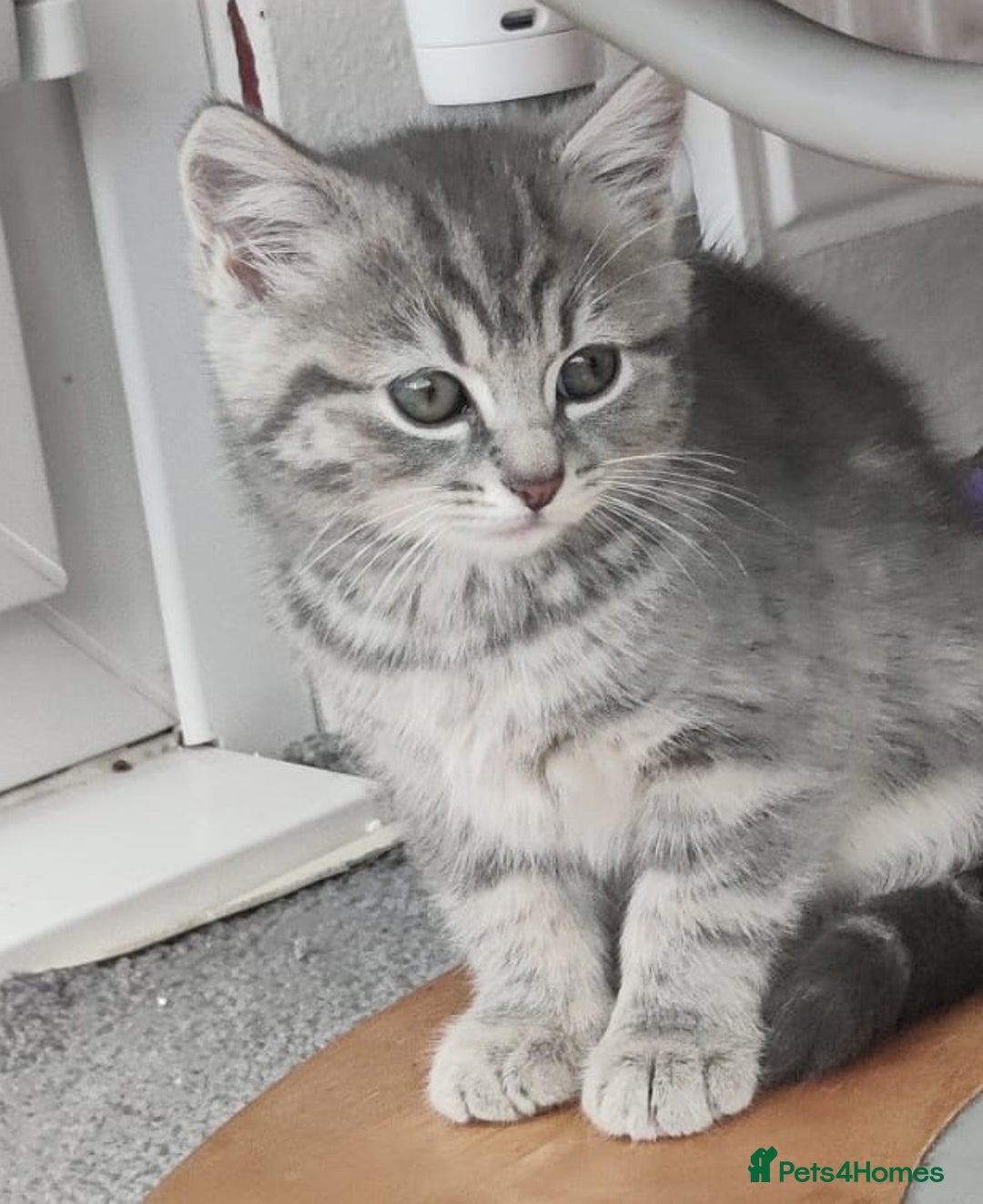 Russian Blue cats for sale: ABSOLUTELY BEAUTIFUL RUSSIAN BLUE KITTENS 8 WEEKS  - Advert 1