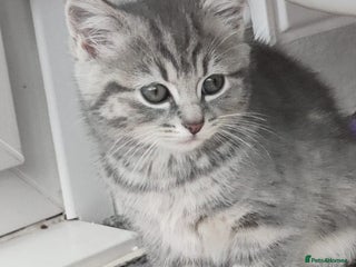 Russian Blue cats ABSOLUTELY BEAUTIFUL RUSSIAN BLUE KITTENS 8 WEEKS - Advert 1