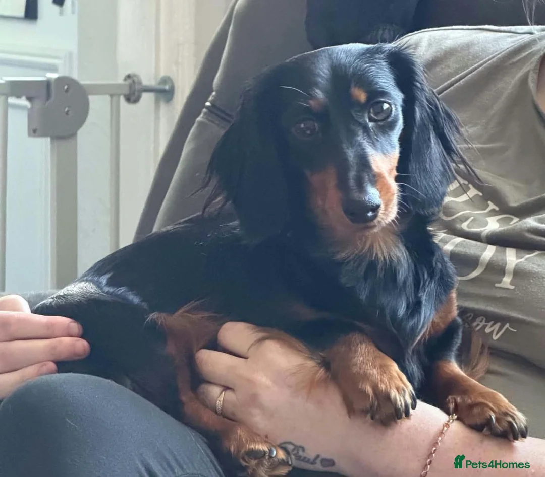 Dachshund dogs for sale: Miniature dachshund puppies  - Advert 11