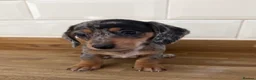 Miniature Dachshund dogs for sale: Beautiful Dapples 5 Star Licensed 5 Star reviews  - Advert 26