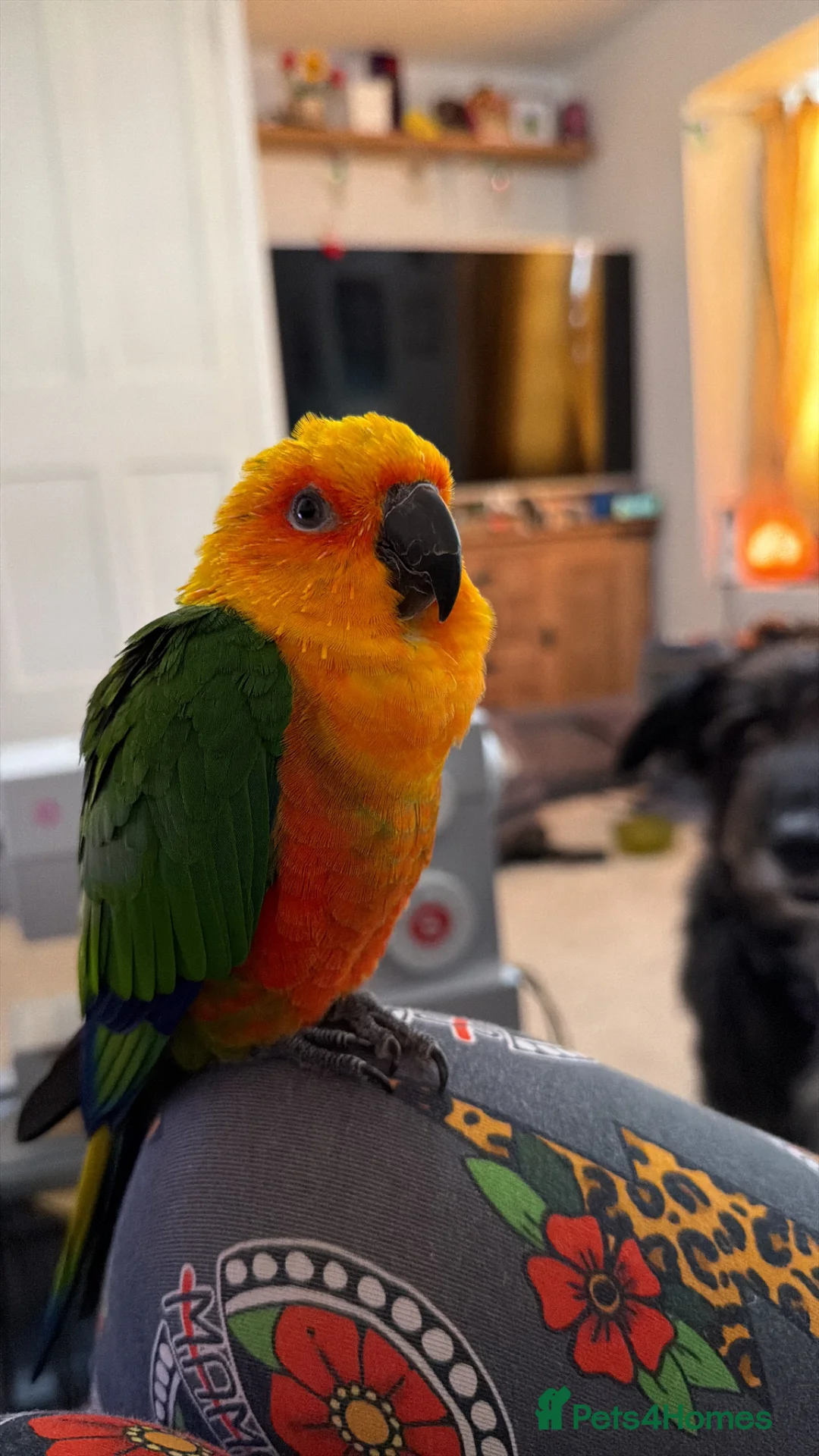 Conures birds for sale: 5 Year Old Male Jenday Conure  in Beaminster - Advert 1