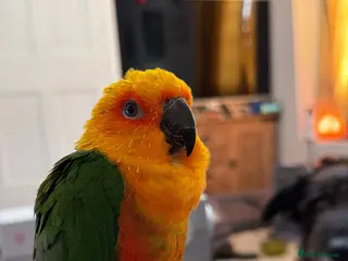 Conures birds 5 Year Old Male Jenday Conure - Advert 6