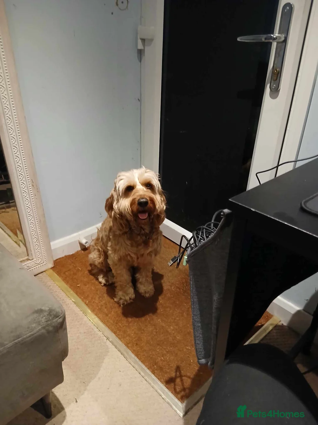 Cockapoo dogs for stud: Cockapoo for Stud  - Advert 3