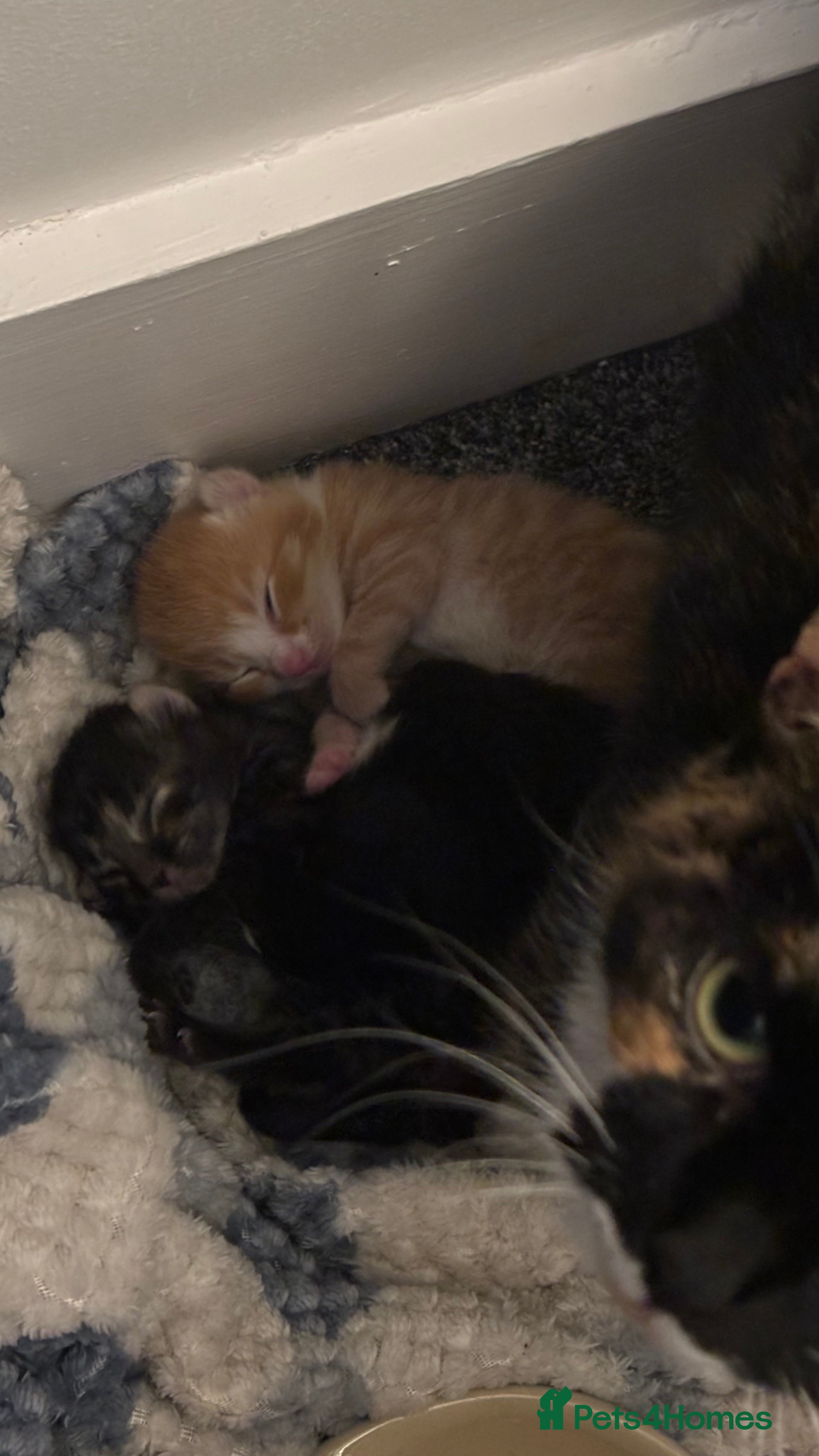Mixed Breed cats 3 kittens available  in Southampton - Advert 1