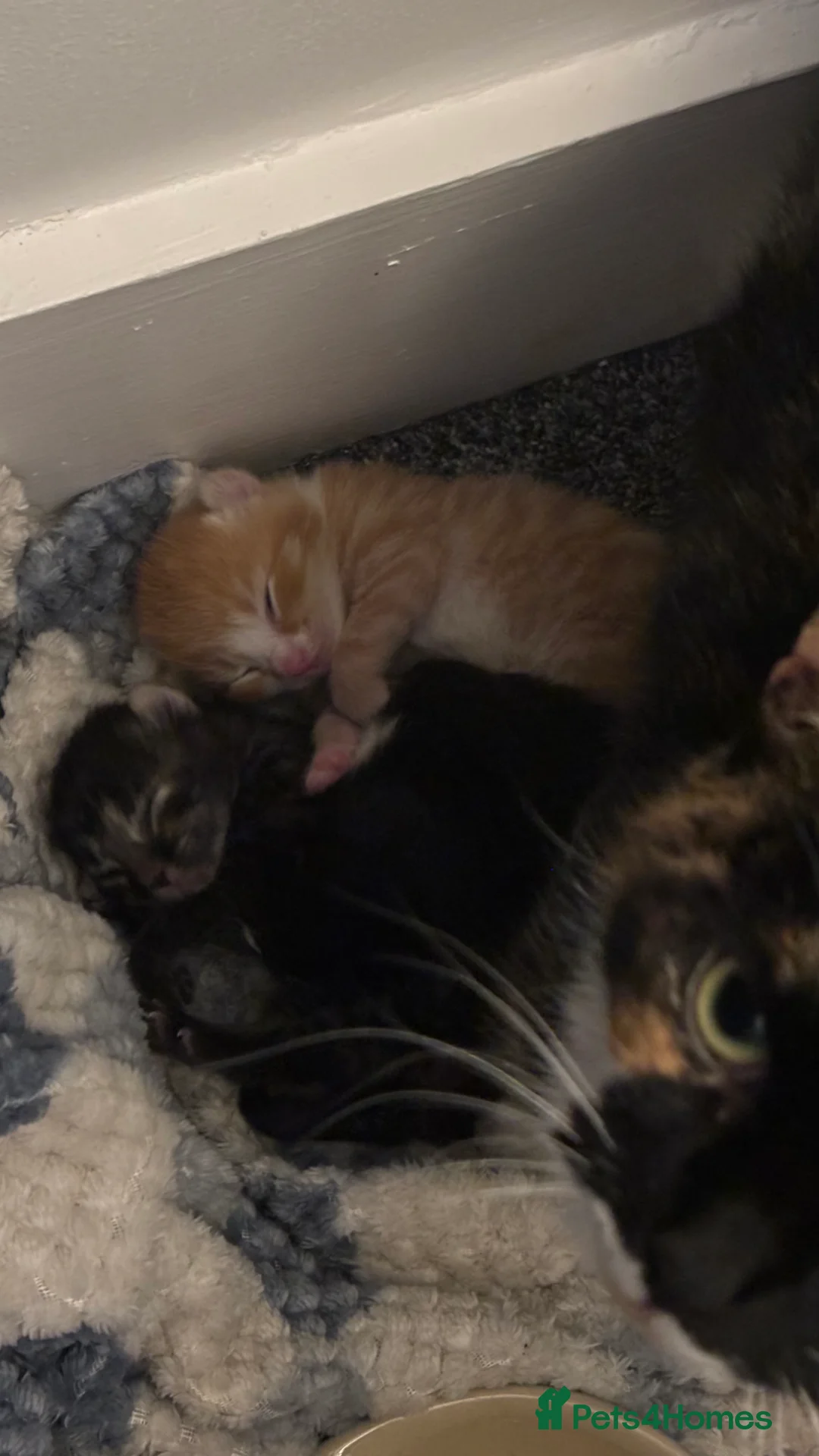 Mixed Breed cats for sale: 3 kittens available  in Southampton - Advert 1