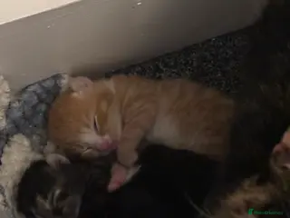 Mixed Breed cats 3 kittens available in Southampton - Advert 1