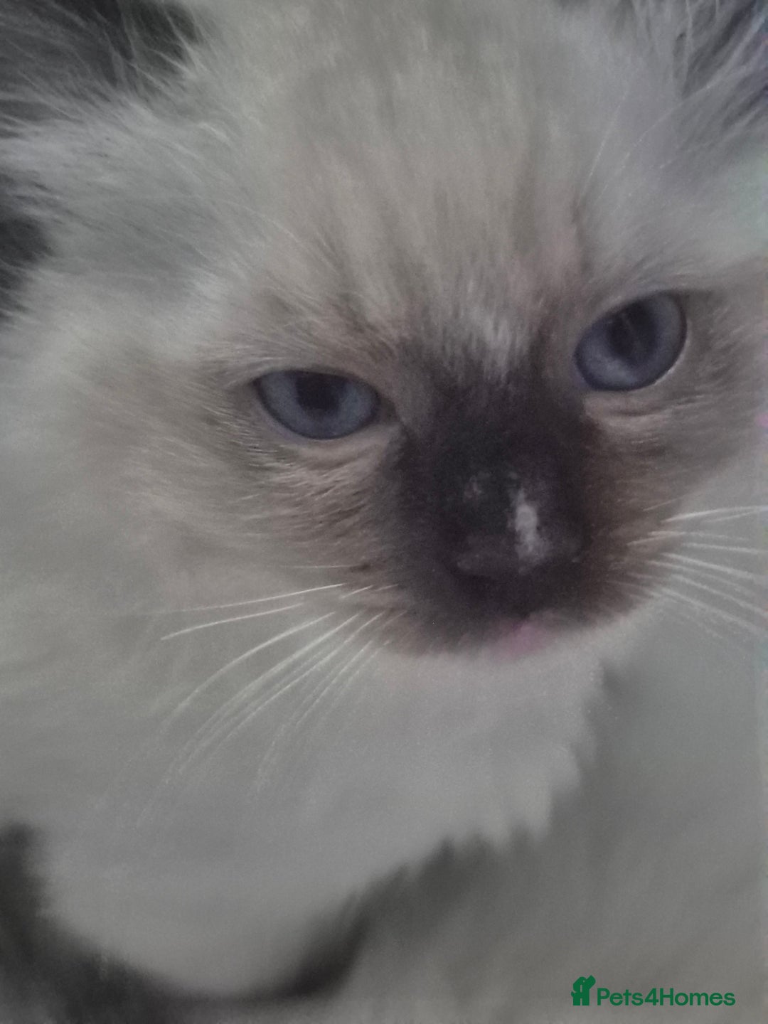 Ragdoll cats for sale: GCCF Reg. Ragdoll kittens Champion lines - Advert 3