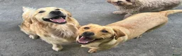 Goldador dogs for sale: Golden Retriever Labrador Puppies Due - Advert 4