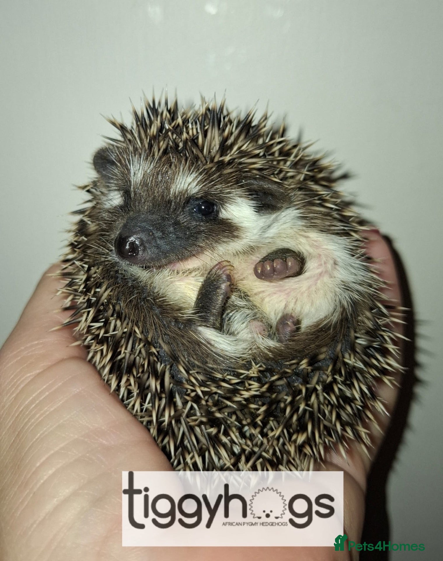 Pygmy Hedgehog rodents for sale: 1 female 3 Male African Pygmy Hedgehogs available  - Advert 1