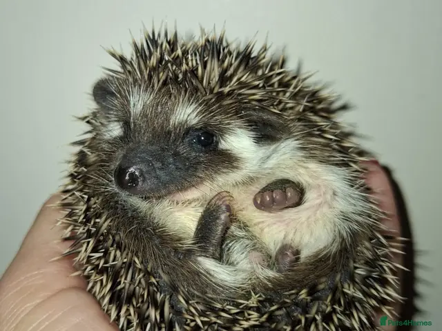 Pygmy Hedgehog rodents for sale: 1 female 3 Male African Pygmy Hedgehogs available - Advert 1