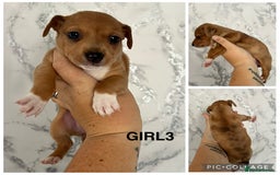 Mixed Breed dogs for sale: Beautiful terrier puppies - Image 2