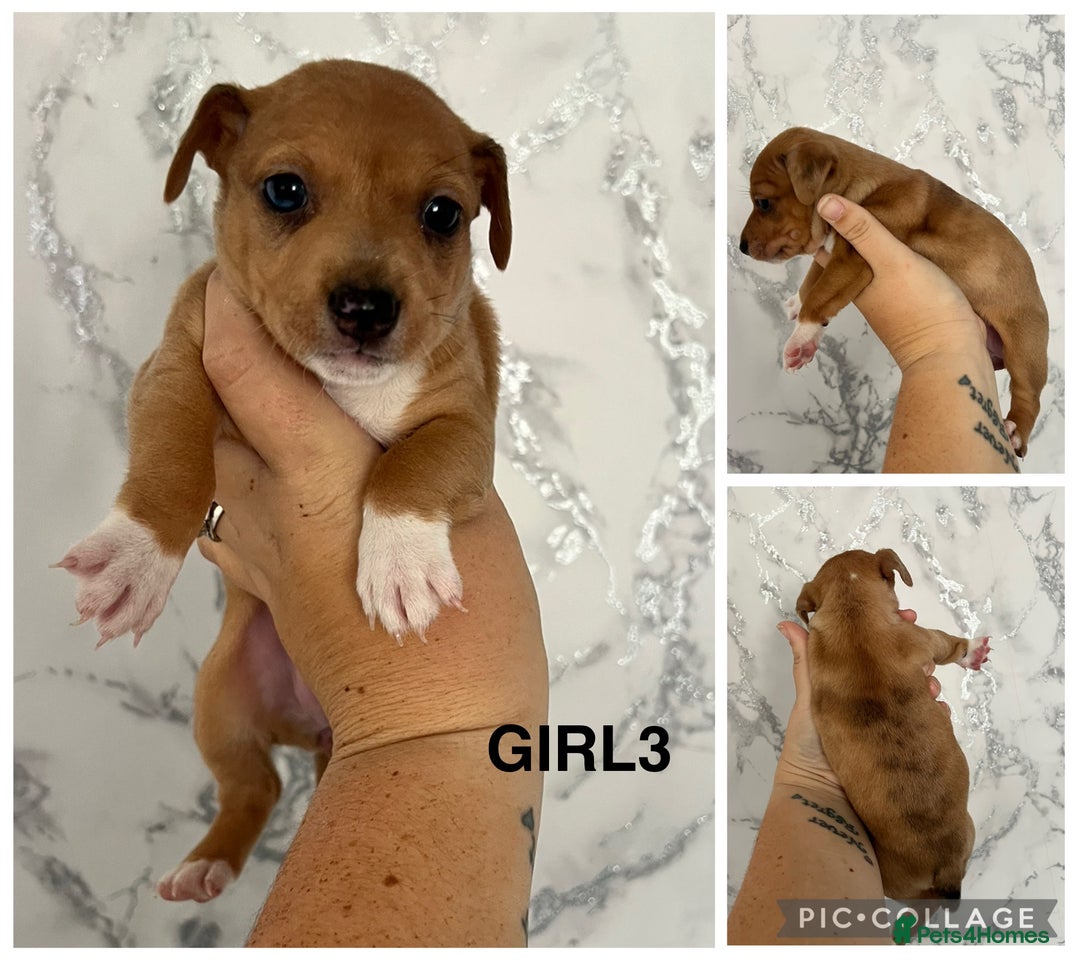 Mixed Breed dogs for sale: Beautiful terrier puppies - Image 2