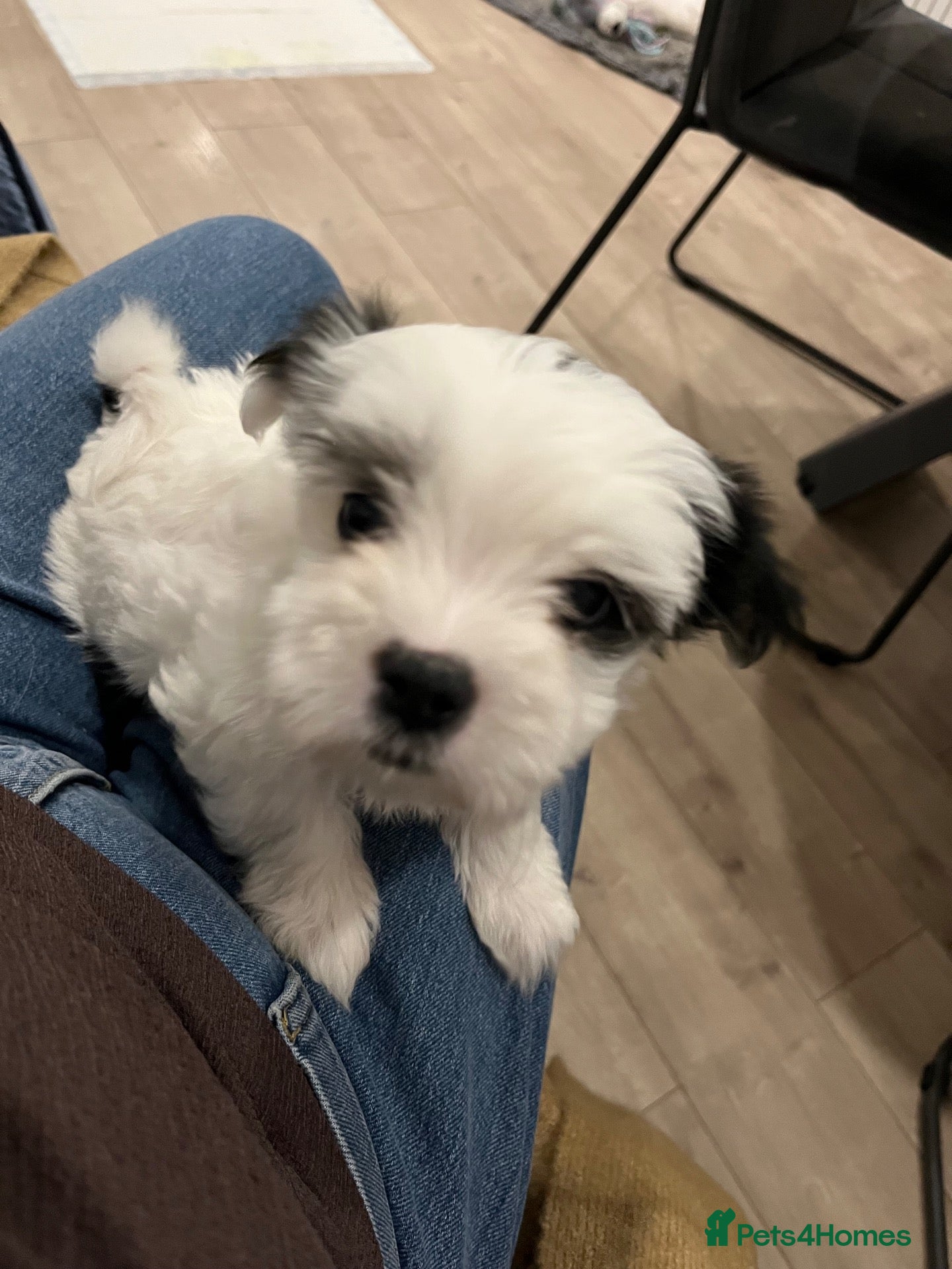 Malshi dogs Beautiful Malshi pups for sale - Advert 3