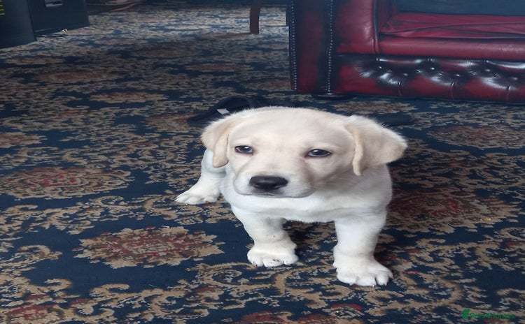 Labrador Retriever dogs - Advert 7