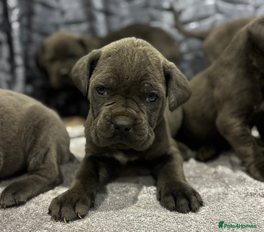 Cane Corso dogs for sale: Cane Corso puppy’s  - Advert 12