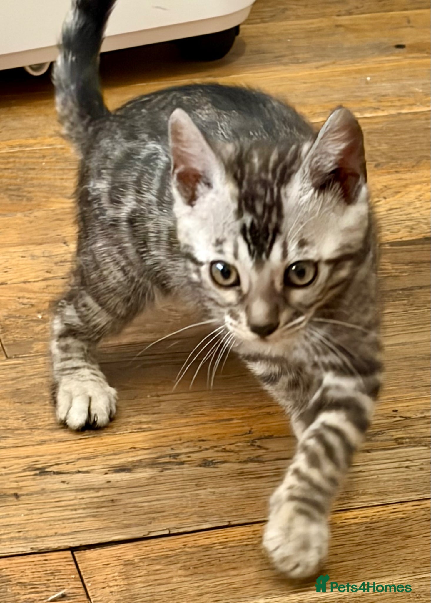 Bengal cats 2 Gorgeous Bengal Kittens ready for new homes - Advert 2