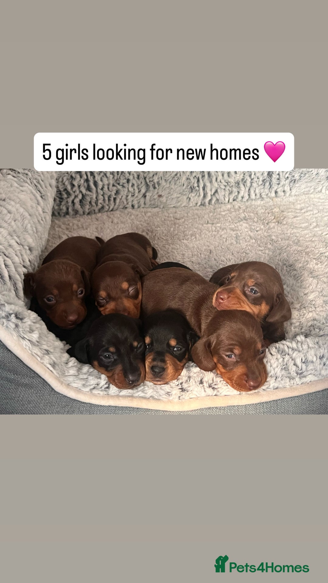 Dachshund dogs for sale: 4 lovely Girl dachshunds Ready to leave! - Image 10