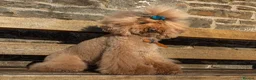 Toy Poodle dogs for stud: Stud Dog Available – Rufus "Magic Bashful Prince"  - Advert 9